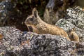 Mountain Viscacha Lagidium viscacia