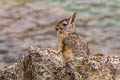 Mountain Viscacha Lagidium viscacia