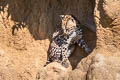Ocelot Leopardus pardalis