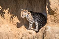 Ocelot Leopardus pardalis