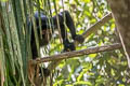 Peruvian Black Spider Monkey Ateles chamek 