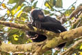 Peruvian Black Spider Monkey Ateles chamek