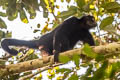 Peruvian Black Spider Monkey Ateles chamek 