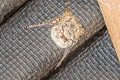 Proboscis Bat Rhynchonycteris naso