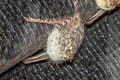 Proboscis Bat Rhynchonycteris naso