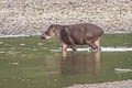 South American Tapir Tapirus terrestris