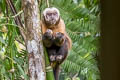 Tufted Capuchin Sapajus apella (Brown Capuchin)