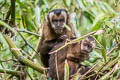 Tufted Capuchin Sapajus apella (Brown Capuchin)