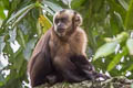 Tufted Capuchin Sapajus apella (Brown Capuchin)