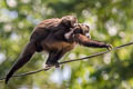 Tufted Capuchin Sapajus apella (Brown Capuchin)