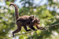 Tufted Capuchin Sapajus apella (Brown Capuchin)