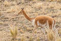 Vicuna Vicugna vicugna