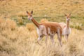 Vicuna Vicugna vicugna