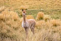 Vicuna Vicugna vicugna