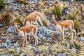 Vicuna Vicugna vicugna