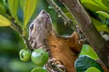 Plantain Squirrel Callosciurus notatus