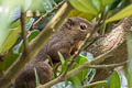 Plantain Squirrel Callosciurus notatus