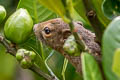 Plantain Squirrel Callosciurus notatus