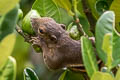 Plantain Squirrel Callosciurus notatus
