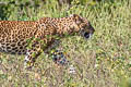 Leopard Panthera pardus