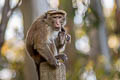 Toque Macaque Macaca sinica