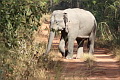 Asian Elephant Elephas maximus