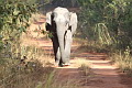 Asian Elephant Elephas maximus