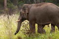 Asian Elephant Elephas maximus