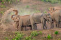 Asian Elephant Elephas maximus