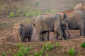 Asian Elephant Elephas maximus