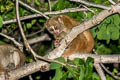 Asian Slow Loris Nycticebus bengalensis (Bengal Slow Loris)