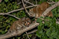 Asian Slow Loris Nycticebus bengalensis (Bengal Slow Loris)