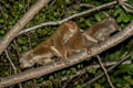 Asian Slow Loris Nycticebus bengalensis (Bengal Slow Loris)