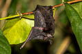 Asian Whiskered Myotis Myotis muricola