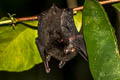 Asian Whiskered Myotis Myotis muricola