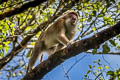 Assamese Macaque Macaca assamensis