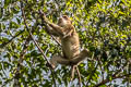 Assamese Macaque Macaca assamensis
