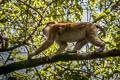 Assamese Macaque Macaca assamensis