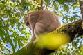 Assamese Macaque Macaca assamensis