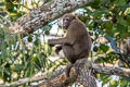 Assamese Macaque Macaca assamensis