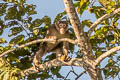 Assamese Macaque Macaca assamensis