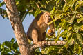 Assamese Macaque Macaca assamensis