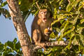 Assamese Macaque Macaca assamensis