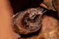 Bent-winged Bat sp. Miniopterus sp.