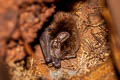 Bent-winged Bat sp. Miniopterus sp.