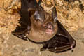 Bicoloured Roundleaf Bat Hipposideros bicolor (Bicoloured Leaf-nosed Bat)