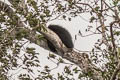 Binturong Arctictus binturong (Bearcat)