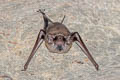 Black-bearded Tomb Bat Taphozous melanopogon