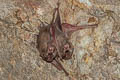 Black-bearded Tomb Bat Taphozous melanopogon
