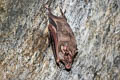 Black-bearded Tomb Bat Taphozous melanopogon